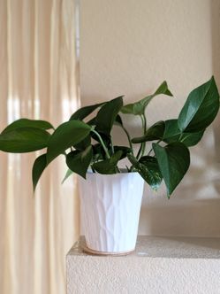 Healthy Beautiful Indoor Plant(Pothos)