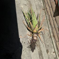 Free Big Aloe Plant Savila 