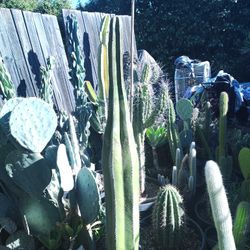 Mexican Fence Post Cactus Plant