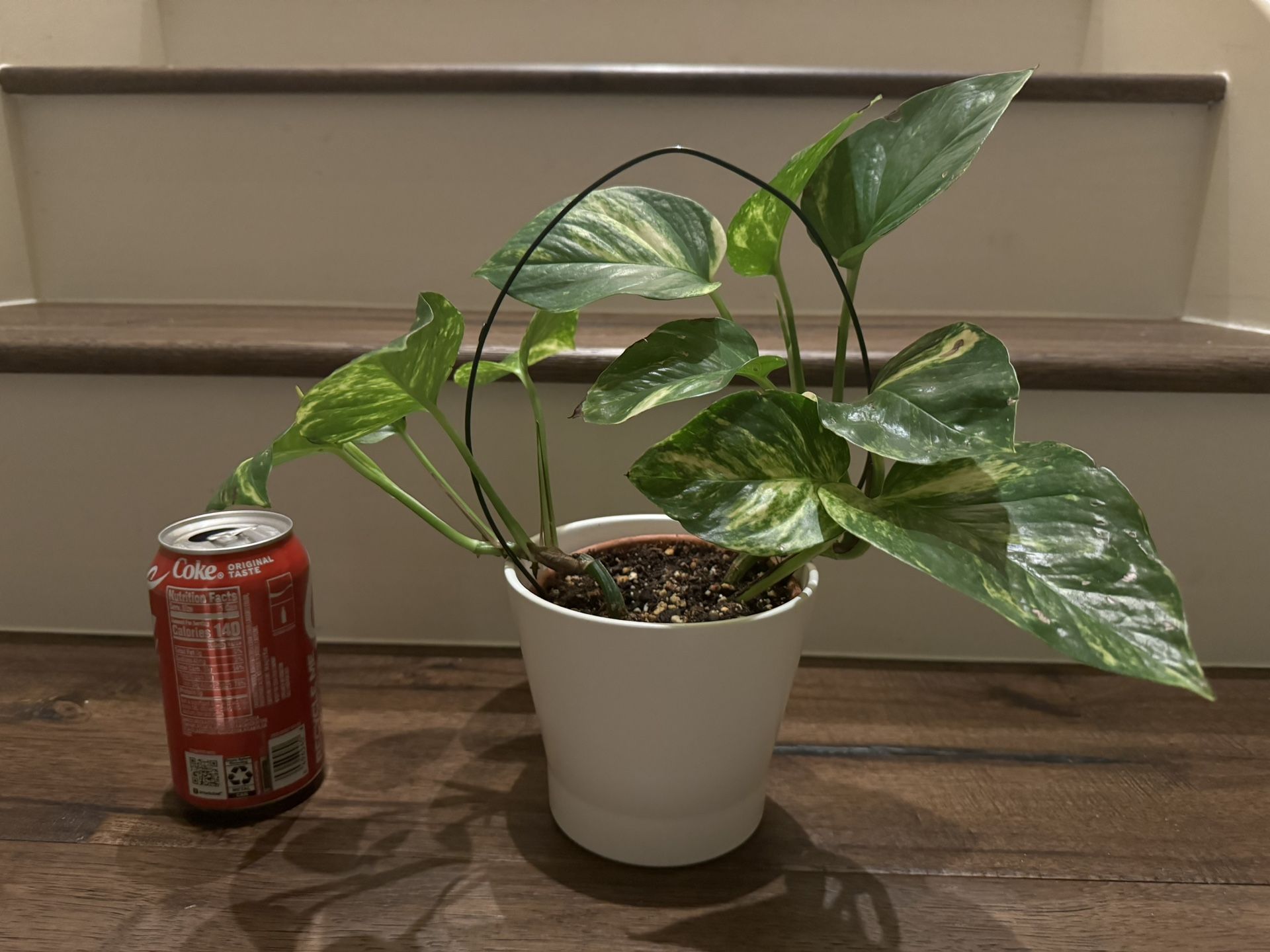 Beautiful Variegated Pothos In White Planter Pot