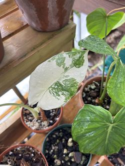 Alocasia Macrorrhiza Variegata Albo