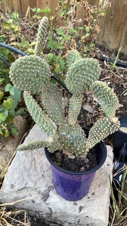 Cactus