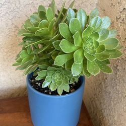 Succulents Pot Include