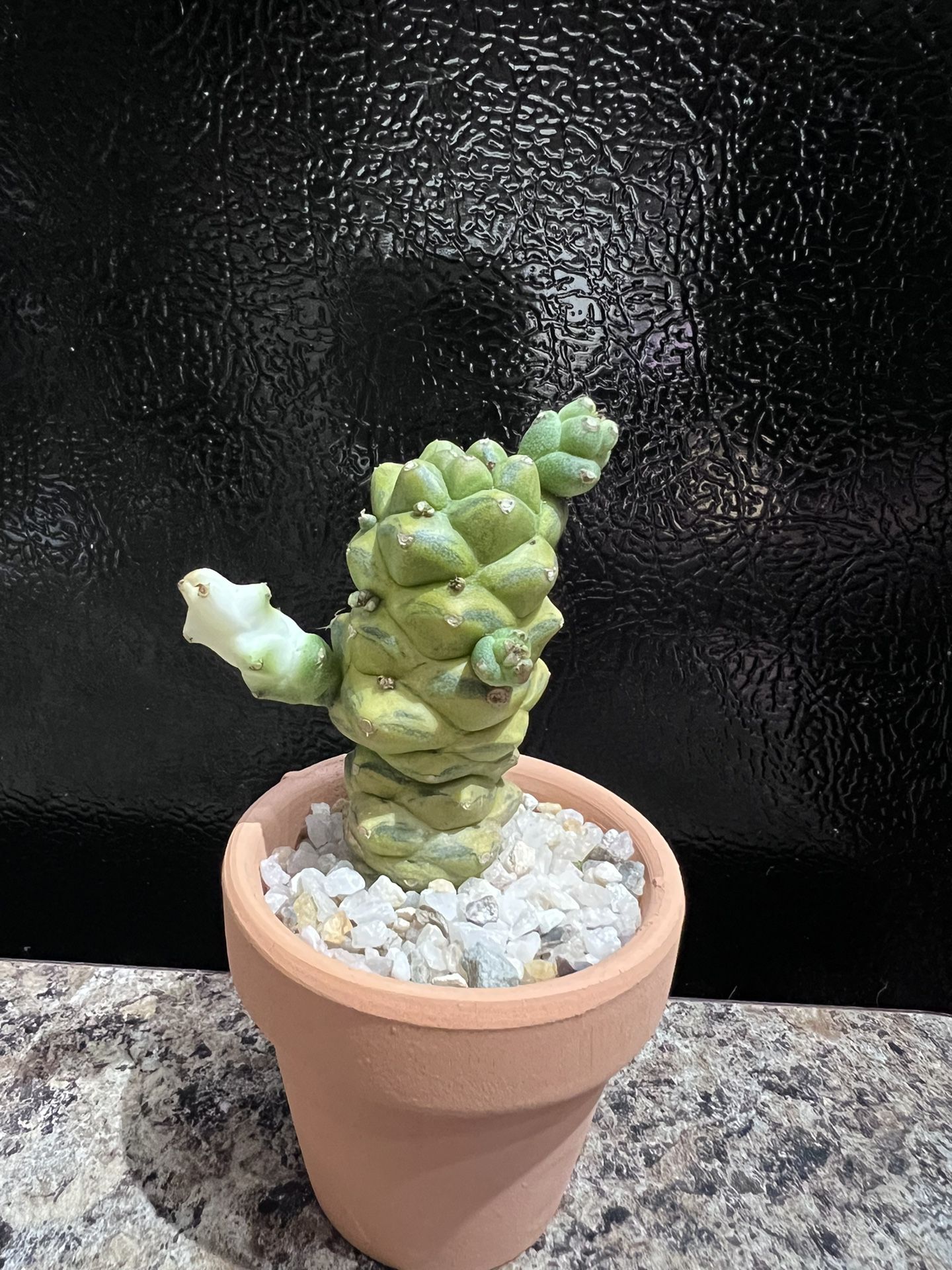 Ritchiei Hybrid Euphorbia Cactus 