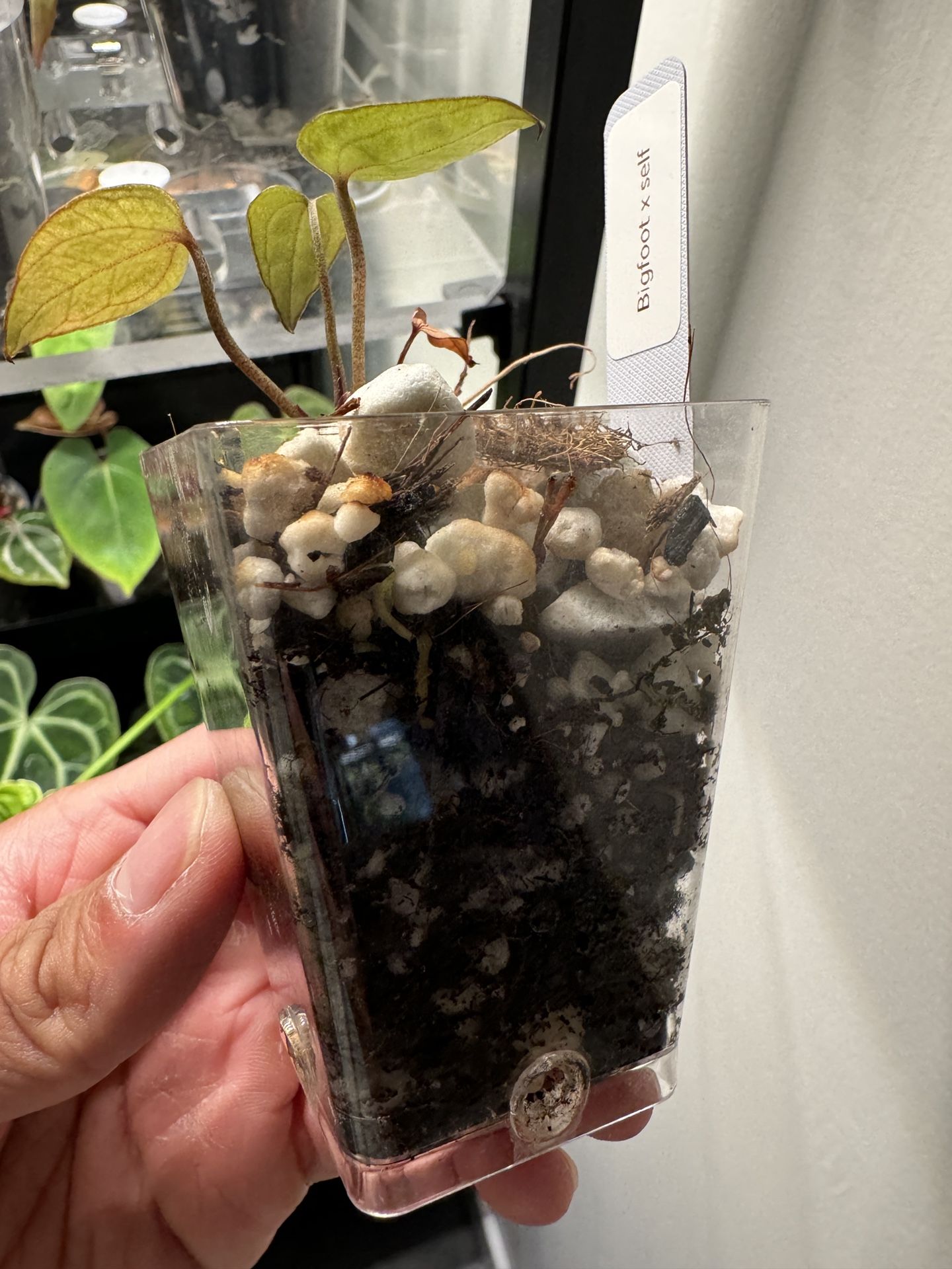 Anthurium Bigfoot X Self for Sale in San Diego, California - OfferUp