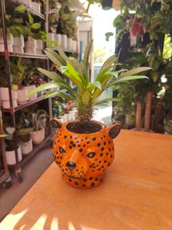 Small Madagascar Palm & Small Planter