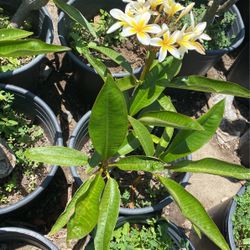 White and yellow Plumaria