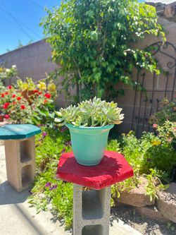 Beautiful Succulent 'Graptosedum’