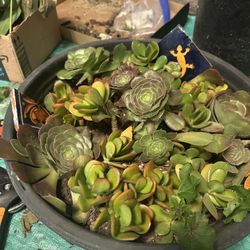 Jade And Aeonium  Varieties Arrangement