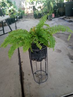 planta de elecho