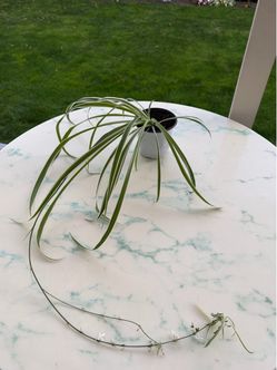 Spider Plant ‘Chlorophytum comosum’ (Out/In Door Life Plant)