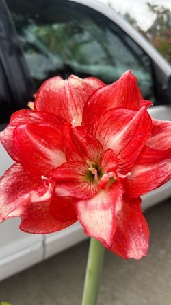 Red and White Amaryllis