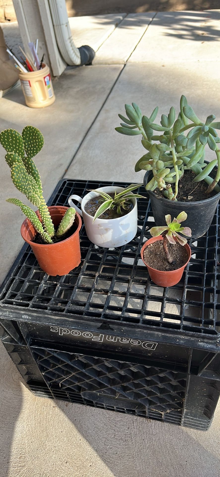 Total Of 4 Plants. Cactus, Spiders ,and Succulents