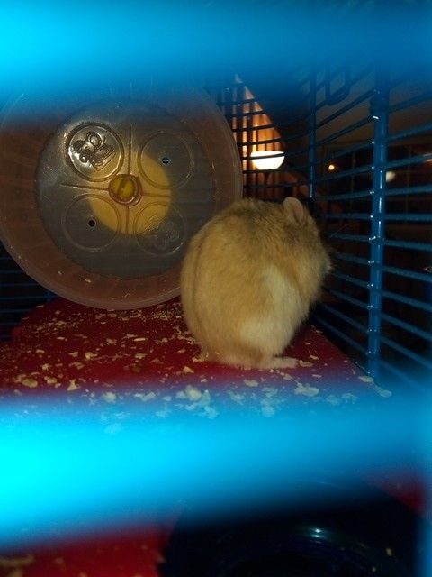 Hamsters for sale 10