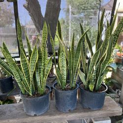 Big Snake Plants 🪴 