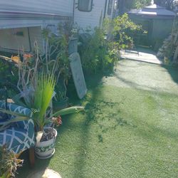 Turf.grass...and plants.