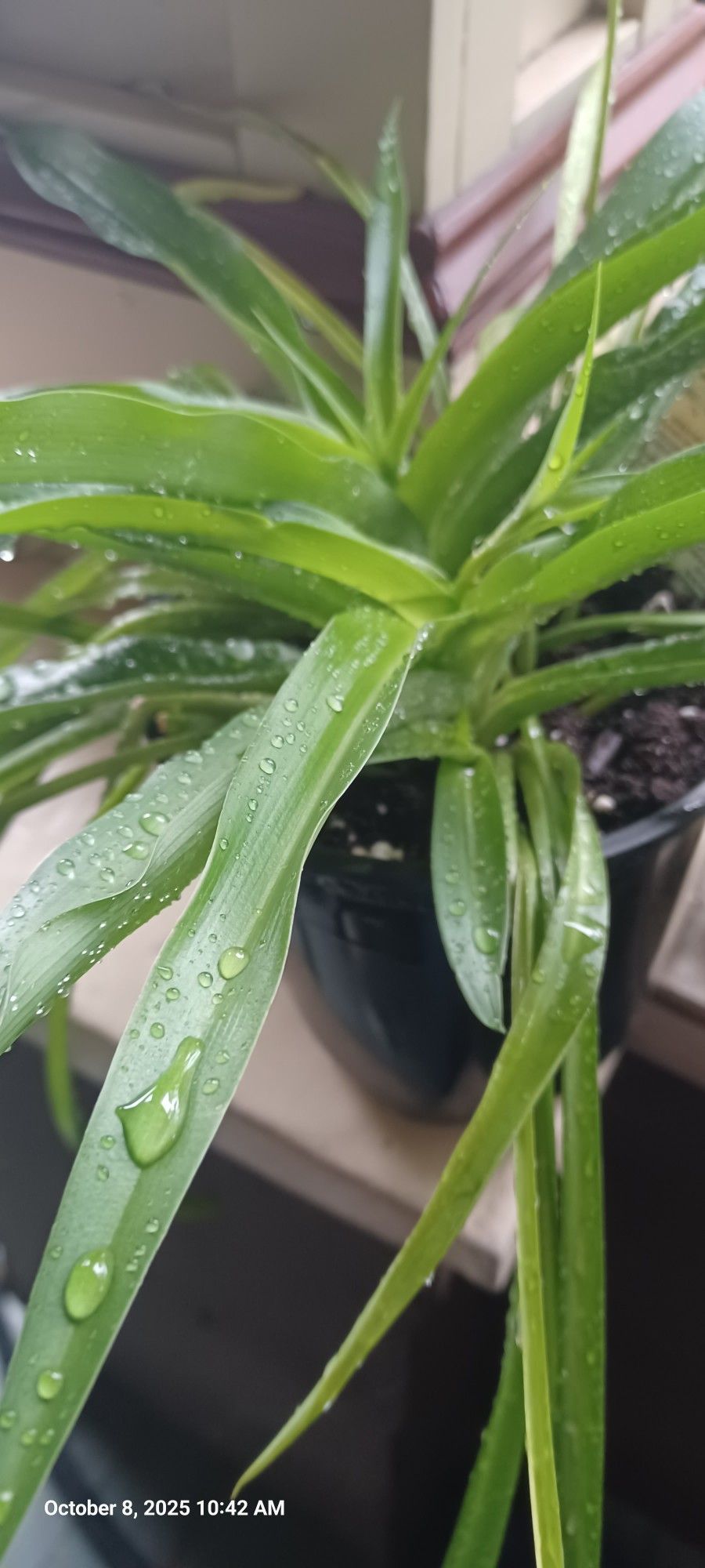 Plant 🪴