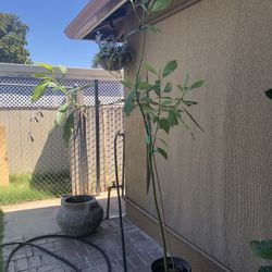 Organic Haas Avocado 🥑 Tree