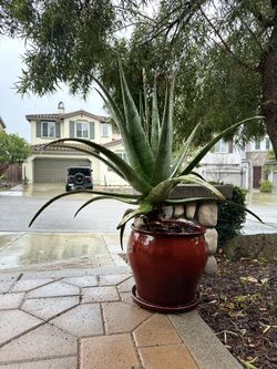 Beautiful And Healthy Giant Aloe Plant 🪴