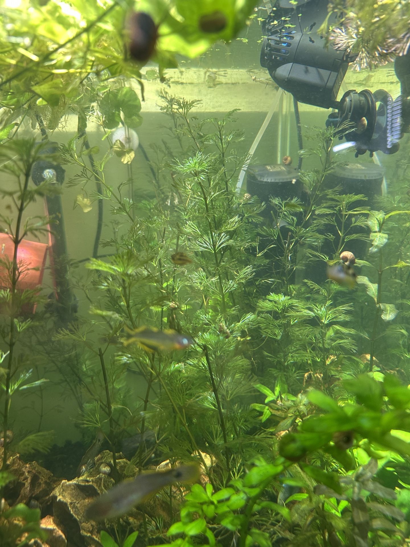 Purple Cabomba Aquatic Plant