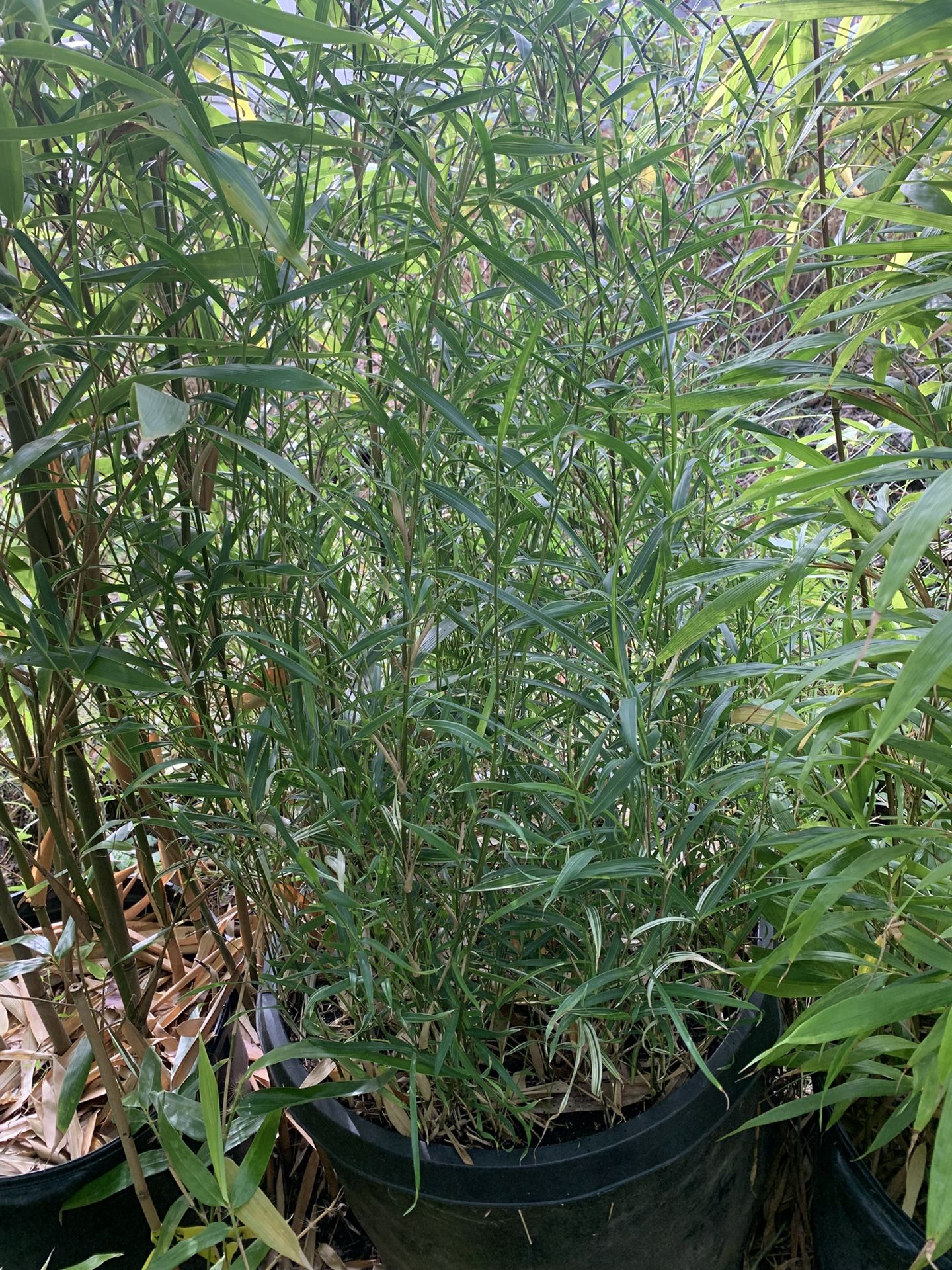 Free Bamboo in #20 size nursery pot