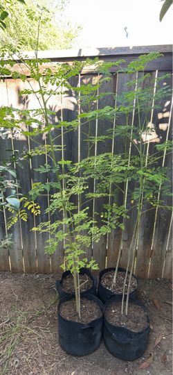 6 & 4 Feet Tall Moringa Plants | In A 5 Gallon Pot | Organic Malunggay | San Antonio, TX