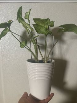 SYNGONIUM natural plant