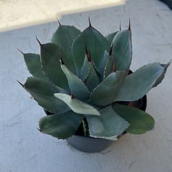 Agave Parryi In 3-gallon Pot