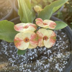 Euphorbia Crown Of Thorns