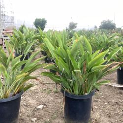 Birds Of Paradise Plants