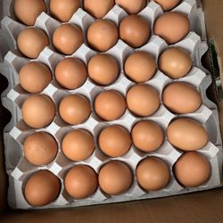 Huevos orgánicos/ Organic eggs