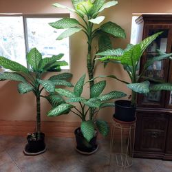 Dumbcare Plants AKA Dieffenbachia 