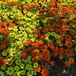 ANNUALS PLANTS 