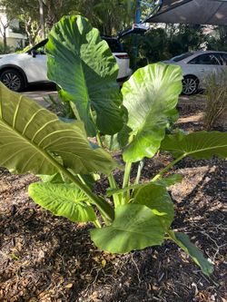Aloecasia elephant Ears
