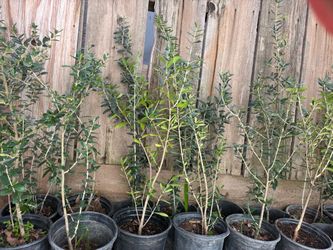 Olive Trees 2 foot tall $20 each Olive Trees 2 foot tall $20