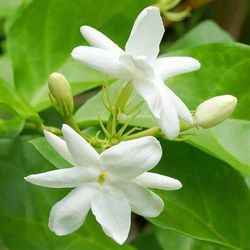White Jasmine plant