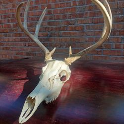 Skull/antlers 