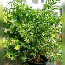Night Blooming Jasmin Perfume Flowers  3gal , El Galan De La Noche  3gal