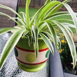 🪴SPIDER PLANT  WITH CERAMIC POT 🪴 