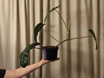 Philodendron  Scottmorianum