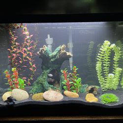 20 Gallon Fish Tank With Stand And Accessories 