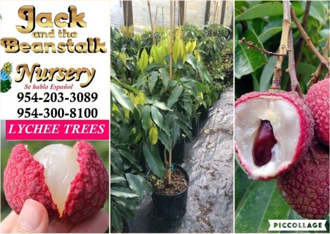 Lychee Airlayered Trees 3gal Arboles De Lychee Injertados 3gal