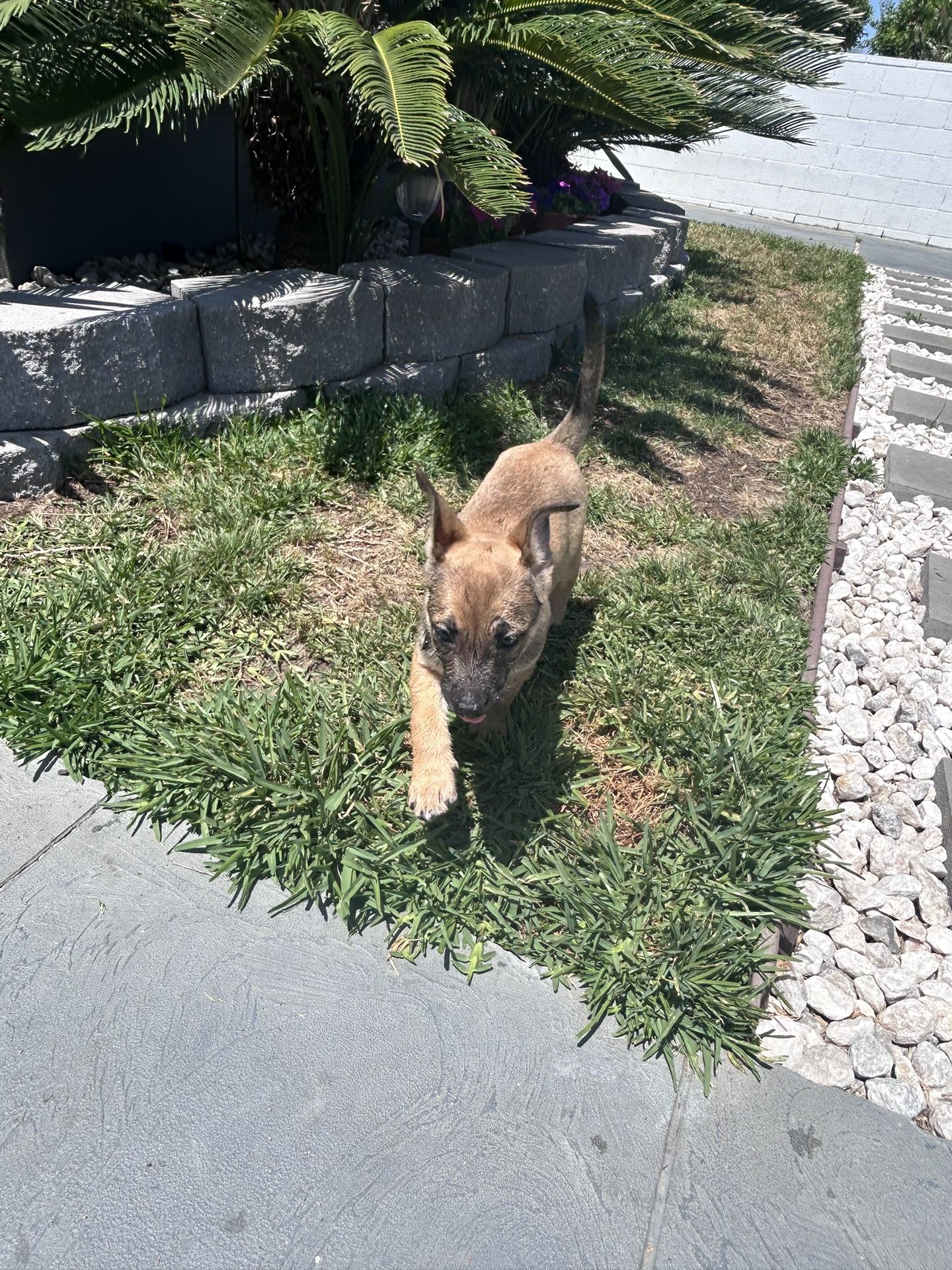 Belgium Malinois Puppy’s