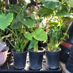 Elephant Ears $28 each