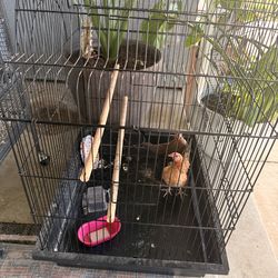 Cages with everything  inside