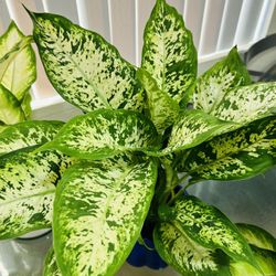 Healthy plants for sale  20 each 