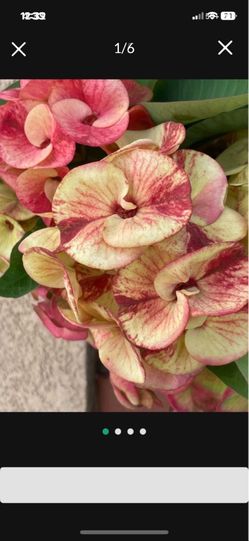 Corona de Cristo California sun rise $60
