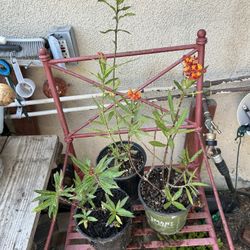 Red Milkweed Plants 🪴 Butterflies 🦋 