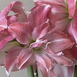 Rosetta Amaryllis Flower Arrangement Gift, Rare Double Hippeastrum 