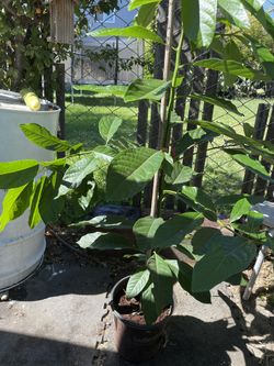 Avocado Tree